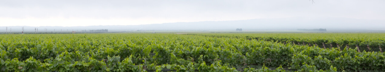 Fototapeta na wymiar Vineyard Landscape, Uco Valley, Mendoza 
