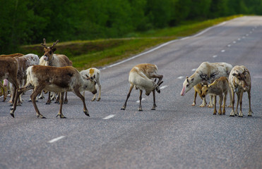 Reindeers running away from the road in Lapland, Finland