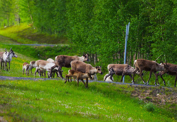 Naklejka na ściany i meble Reindeers running away from the road in Lapland, Finland