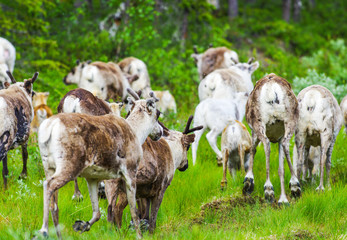 Reindeers running away from the road in Lapland, Finland