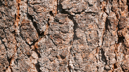 Pine Bark