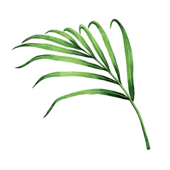 Watercolor painting coconut,palm leaf,green leaves isolated on white background.Watercolor hand painted illustration tropical exotic leaf for wallpaper vintage Hawaii style pattern.With clipping path.