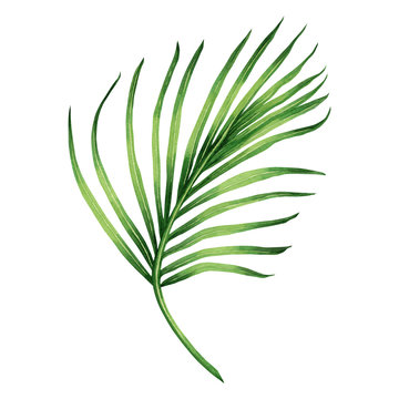 Watercolor painting coconut, palm leaf,green leave isolated on white background.Watercolor hand painted illustration tropical exotic leaf for wallpaper vintage Hawaii style pattern.With clipping path.