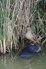 Duck among reeds