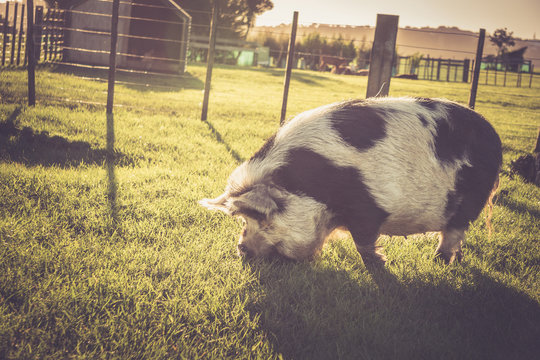 Large Black and White Kunekune Pig in Paddock Eating Grass