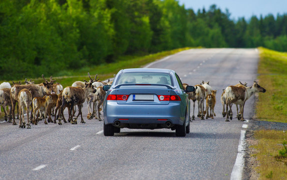 Fototapeta Reindeer herd is stopping the car in Lapland, Finland