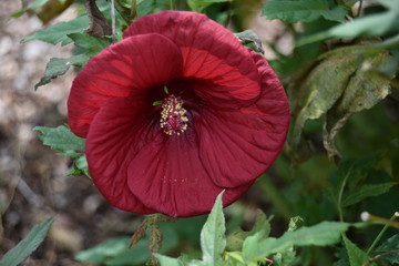 Large red flower