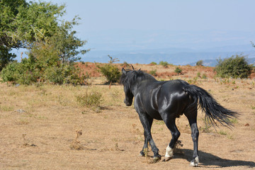 Fototapeta na wymiar Horse in the wild grazing