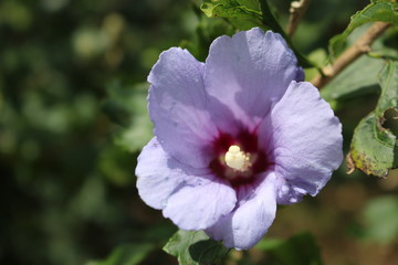 morning bloom