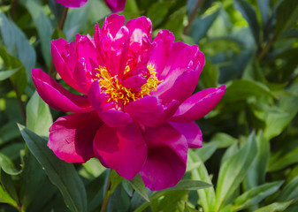 Obraz premium Bright peony flower