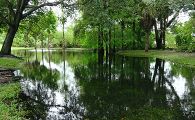 Fototapeta na wymiar Pond around Trees with Reflections