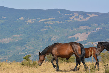 Horses in the wild grazing