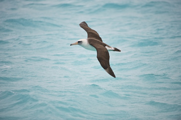 Laysan Albatross (Phoebastria immutabilis), in flight, Midway Atoll, Northwestern Hawaiian Islands