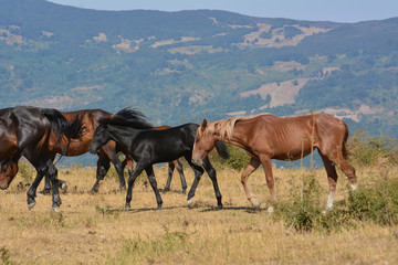 Fototapeta na wymiar Horses in the wild grazing