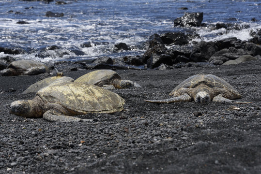 Sea turtle shell drying - Punalu'u Black Sand Beach (Big Island of Hawaii) -
