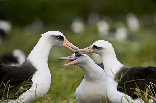 Laysan Albatross (Phoebastria immutabilis) courting pair, Midway Atoll, Northwestern Hawaiian Islands