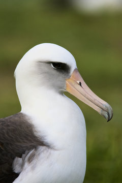 Laysan Albatross (Phoebastria immutabilis) adult at nest, Midway Atoll, Northwestern Hawaiian Islands