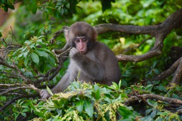Iwatayama Baby Monkey