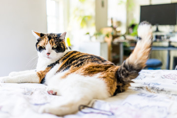 Angry calico cat lying on edge of bed wagging tail - obrazy, fototapety, plakaty