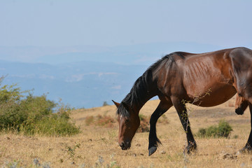 Horse in the wild grazing in the south of italy