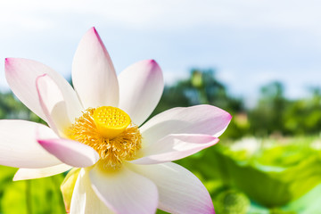 Macro closeup of bright white and pink lotus flower with yellow seedpod inside and blue sky