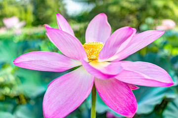 Macro closeup of bright white and pink lotus flower with yellow seedpod inside