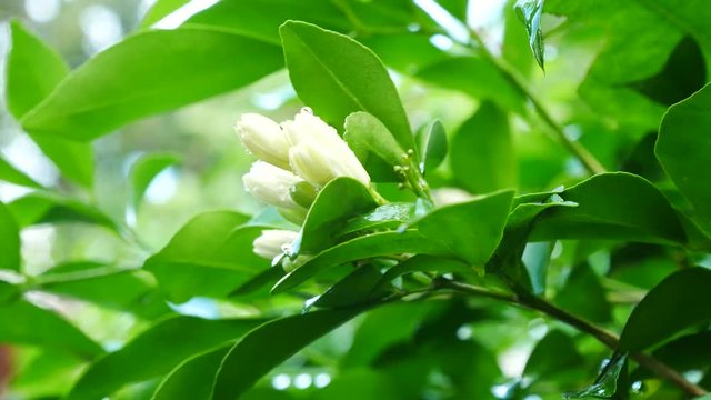 Close up on Orange Jessamine flowers in nature
