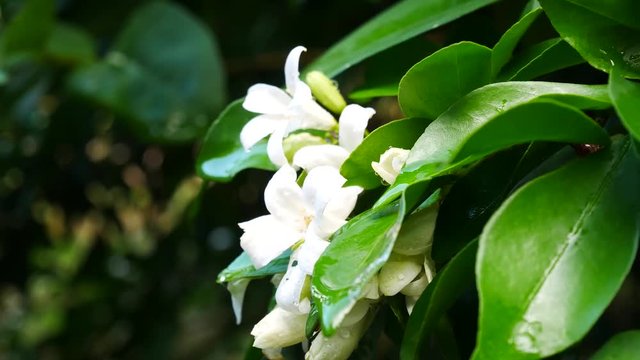 Close up on Orange Jessamine flowers in nature