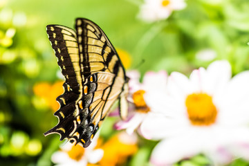 One eastern tiger swallowtail yellow butterfly on white zinnia flowers in summer garden macro closeup of wings