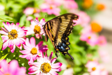 One eastern tiger swallowtail yellow butterfly on purple pink zinnia flowers in summer garden macro closeup with blue spots