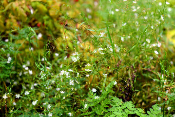 Fototapeta na wymiar Fresh grass with small white flowers.