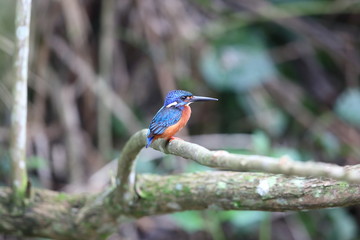 Blue-eared kingfisher (Alcedo meninting)  in Khao Yai National Park, Thailand
