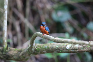Blue-eared kingfisher (Alcedo meninting)  in Khao Yai National Park, Thailand