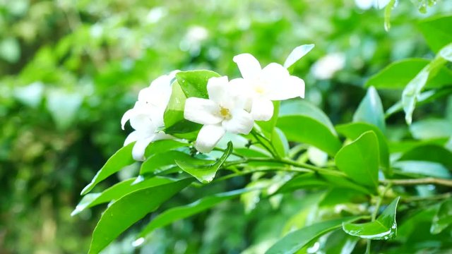 Close up on Orange Jessamine flowers in nature