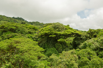 Lush rainforest canopy Monteverde Costa Rica