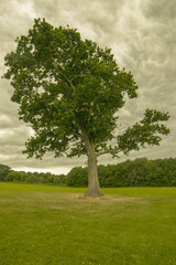 Fototapeta na wymiar green winter field with big tree