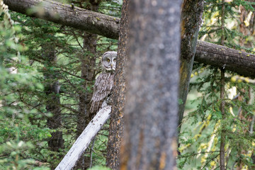 Great grey owl