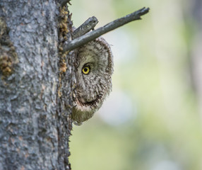 Great grey owl