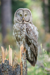 Great grey owl