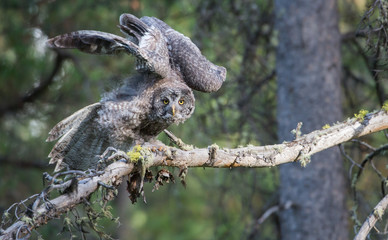 Great grey owl