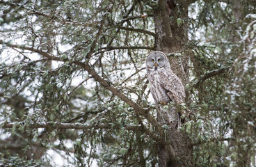 Great grey owl