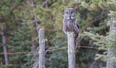 Great grey owl