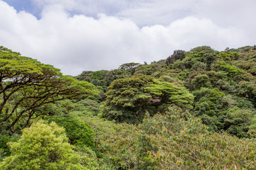 Obraz premium Lush rainforest canopy Monteverde Costa Rica