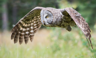 Great grey owl
