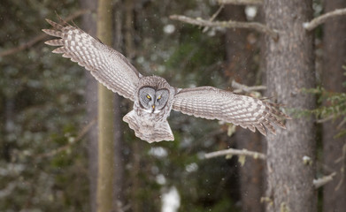 Great grey owl