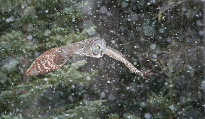 Great grey owl