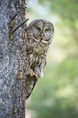 Great grey owl