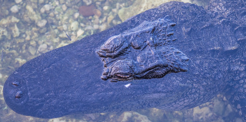 Alligator in Florida