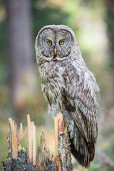 Great grey owl