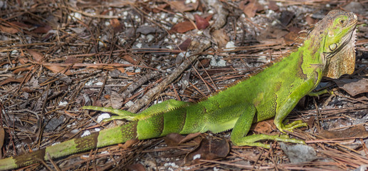 Iguana